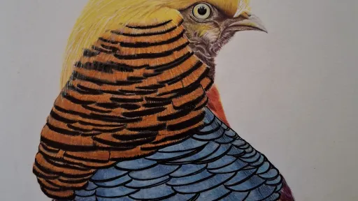 Artwork of colorful Golden Pheasant in color pencils and ink pens