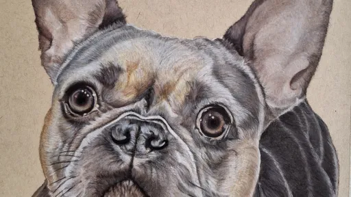 Color pencil drawing of a French Bulldog.