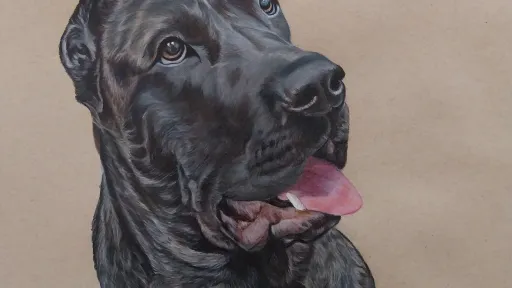 Artwork of a dark brindle Cane Corso with its mouth open.