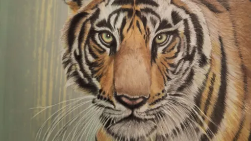 Tiger with an earnest gaze made on polyester film and color pencils