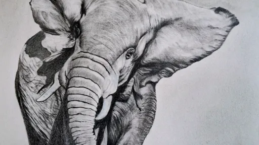 African elephant in graphite pencil.