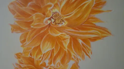 Artwork of two orange dahlias, detailed with layered petals and subtle highlights.