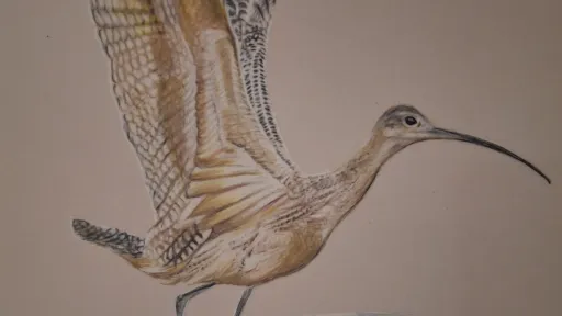 Color pencil illustration of a long-billed curlew with wings spread, stepping on wet ground.