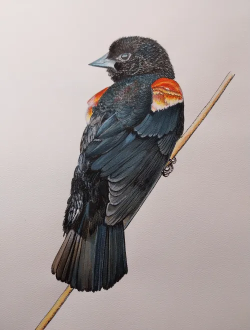 Red Winged Blackbird in water color