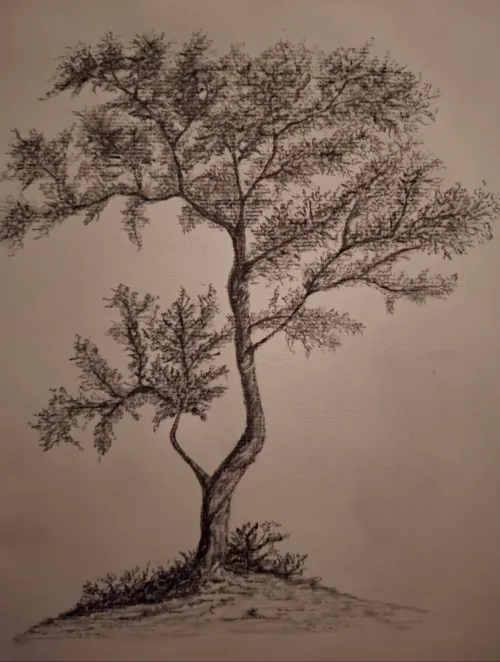 Charcoal and graphite pencil drawing of a tree.