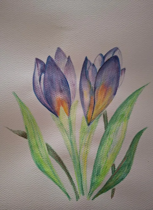 Watercolor of two purple crocus flowers with green leaves.