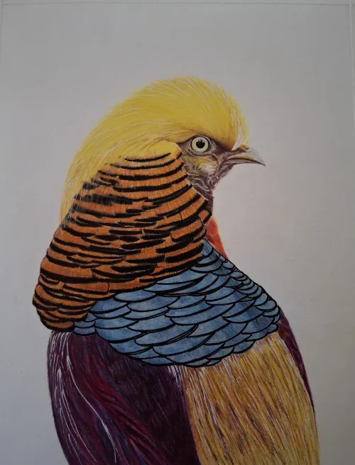 Artwork of colorful Golden Pheasant in color pencils and ink pens
