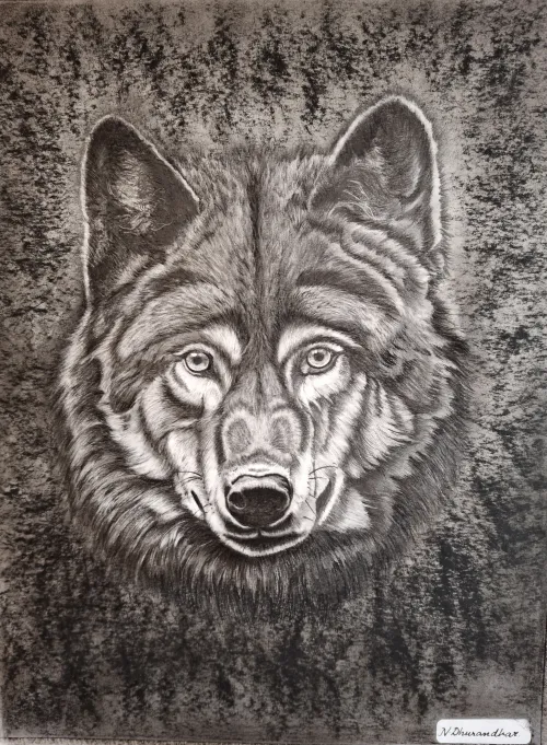 Graphite pencil and charcoal drawing of a wolf with detailed fur texture.
