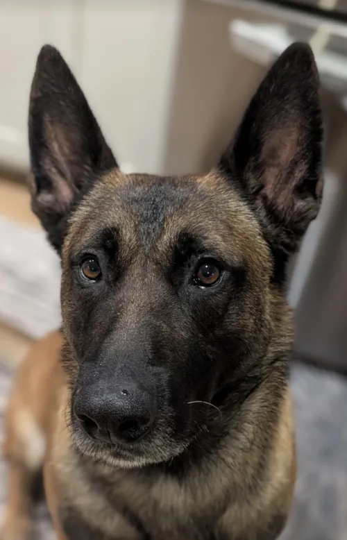 Close-up photograph of a dog named Rex with pointed ears.