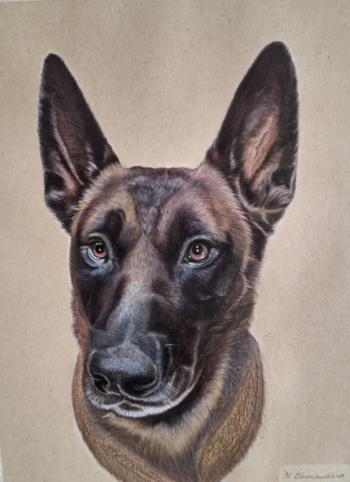 Dog portrait drawing, colored pencils on tan paper.