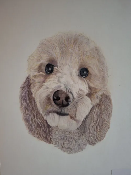 Dog portrait in colored pencil on light paper.