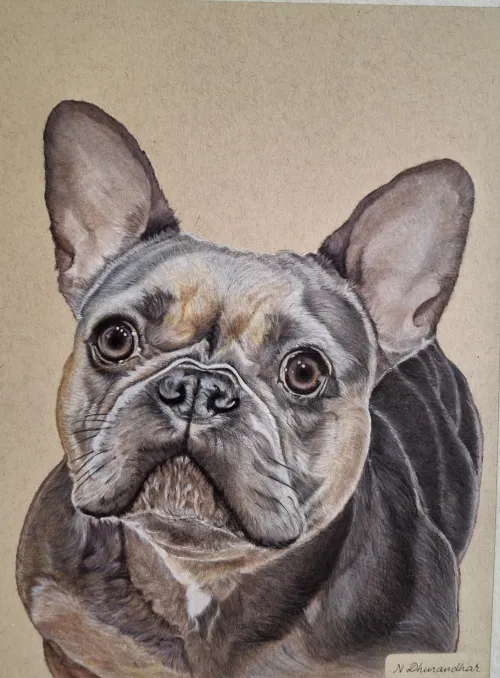 Color pencil drawing of a French Bulldog.