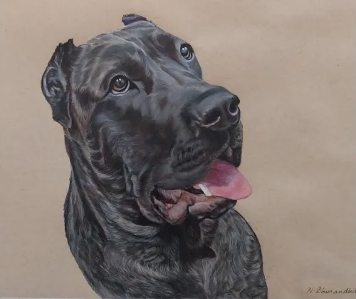 Artwork of a dark brindle Cane Corso with its mouth open.