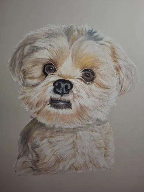 Color pencil artwork of a fluffy dog.