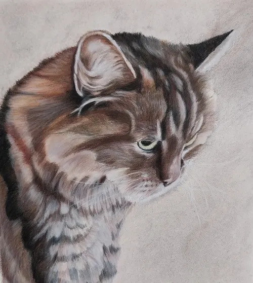 Color pencil painting of a brown tabby cat.