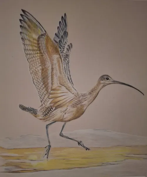 Color pencil illustration of a long-billed curlew with wings spread, stepping on wet ground.