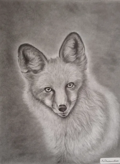 Detailed charcoal drawing of a fox, facing forward with expressive eyes.